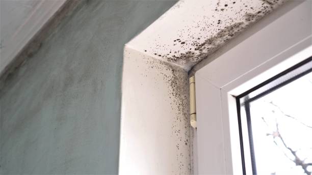 Best Residential Mold Removal  in Ladysmith, WI