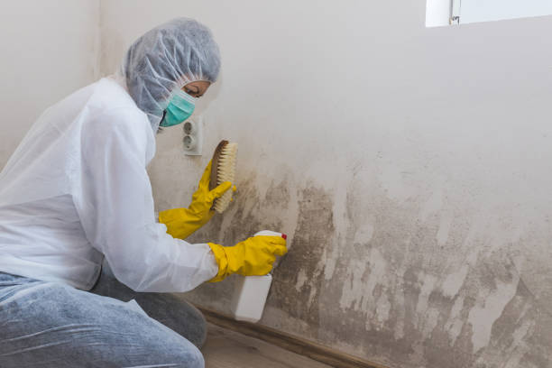 Best Mold Removal Company Near Me  in Ladysmith, WI