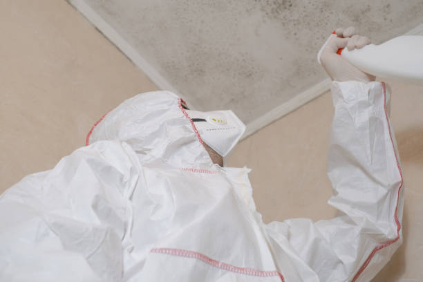 Home Mold Removal in Ladysmith, WI