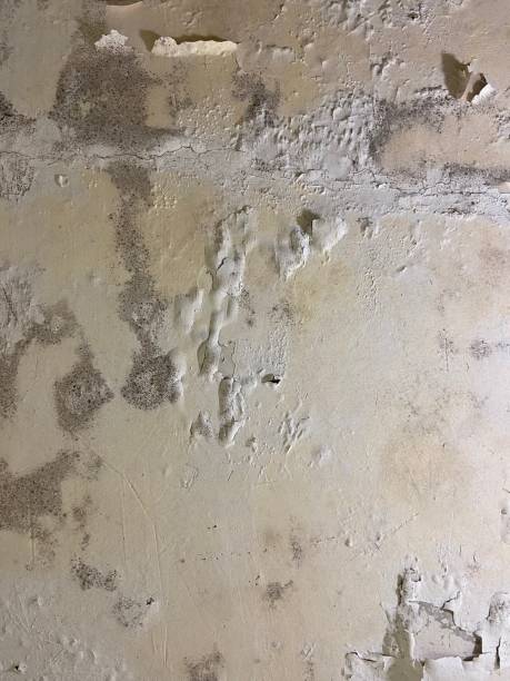 Professional Mold Removal in Ladysmith, WI