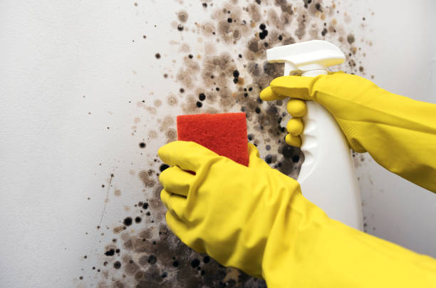 Best Mold Damage Repair  in Ladysmith, WI