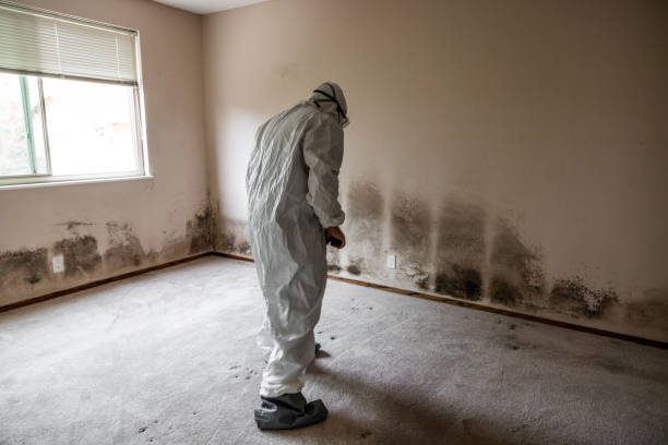 Best Commercial Mold Removal  in Ladysmith, WI