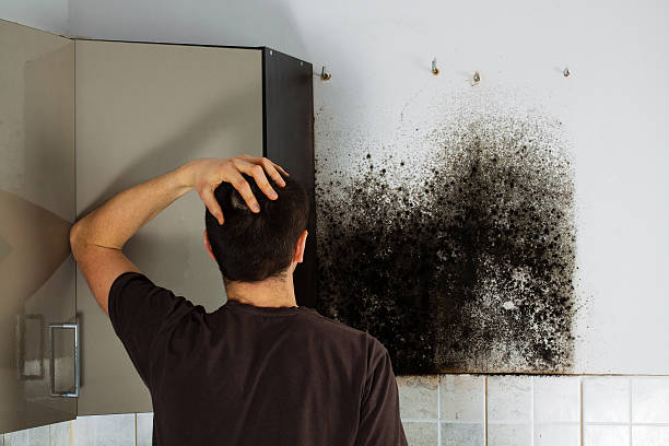 Best Mold Cleaning Services  in Ladysmith, WI